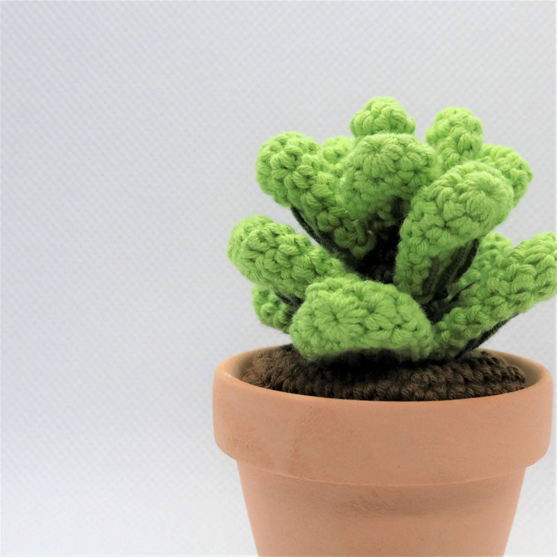 Niahs Små Planter